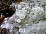 Die Sporen von Ceratiomyxa fruticulosa stehen auf Stielchen und  bilden einen pelzartigen Belag auf dem Fruchtkörper.